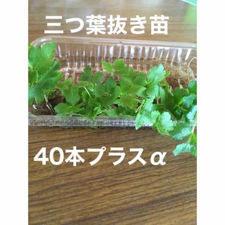 無農薬　三つ葉　抜き苗　お花の種か花苗おまけ付き　(その他)