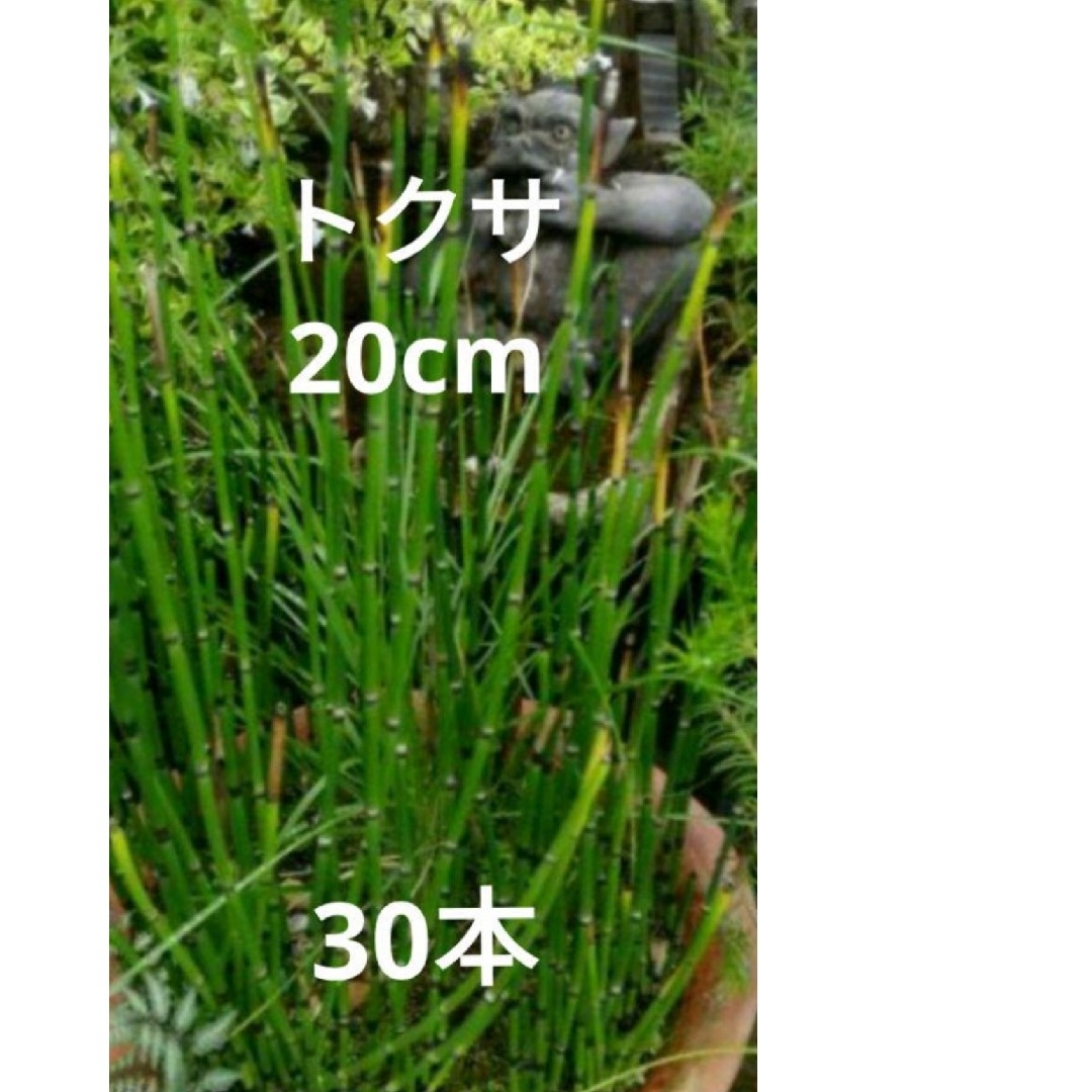 トクサ　木賊　30本 ハンドメイドのフラワー/ガーデン(プランター)の商品写真