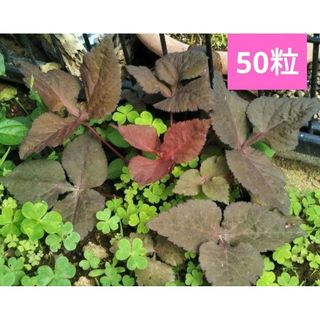 銅葉三つ葉種50粒(その他)