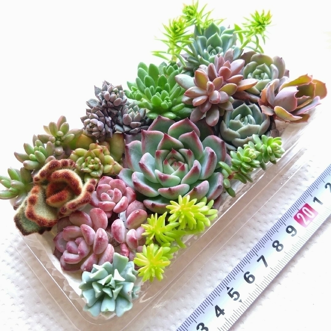 【あさぴ様☆専用】多肉植物🌱コタロウ💕寄せ植え🌱寄植えに💕カット苗 ハンドメイドのフラワー/ガーデン(その他)の商品写真