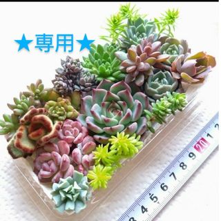 【あさぴ様☆専用】多肉植物🌱コタロウ💕寄せ植え🌱寄植えに💕カット苗(その他)