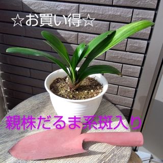 ☆お買い得☆　君子蘭（クンシラン）抜き株(その他)