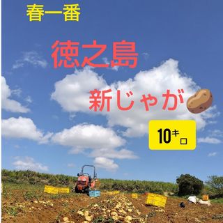 徳之島産　新じゃがいも