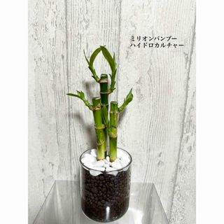 ミリオンバンブー　ハイドロカルチャー　観葉植物(ドライフラワー)