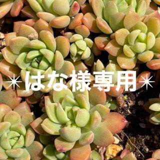 ✴︎はな様専用ページ✴︎(その他)