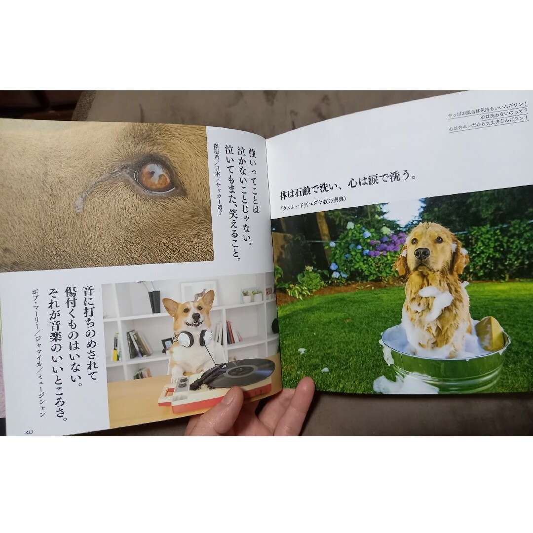 【名言】猫と犬と羊たちの沈黙【小説】 エンタメ/ホビーの本(文学/小説)の商品写真