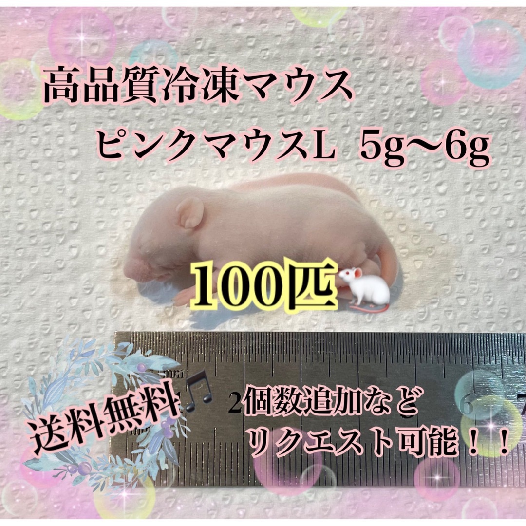 冷凍マウス♡ピンクマウスL♡100匹！！ その他のペット用品(ペットフード)の商品写真