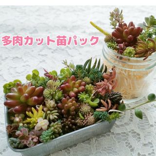 4　多肉植物 カット苗 詰め合わせ(その他)