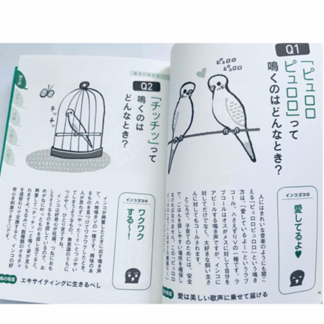 インコ　本　　鳥本 エンタメ/ホビーの本(住まい/暮らし/子育て)の商品写真