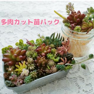 5　多肉植物 カット苗 詰め合わせ(その他)