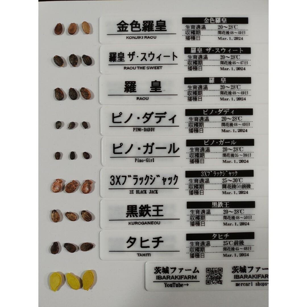 スイカの種【タヒチ(黒玉スイカ)/16粒】 食品/飲料/酒の食品(野菜)の商品写真