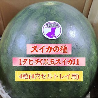 スイカの種【タヒチ(黒玉スイカ)/4粒】(野菜)