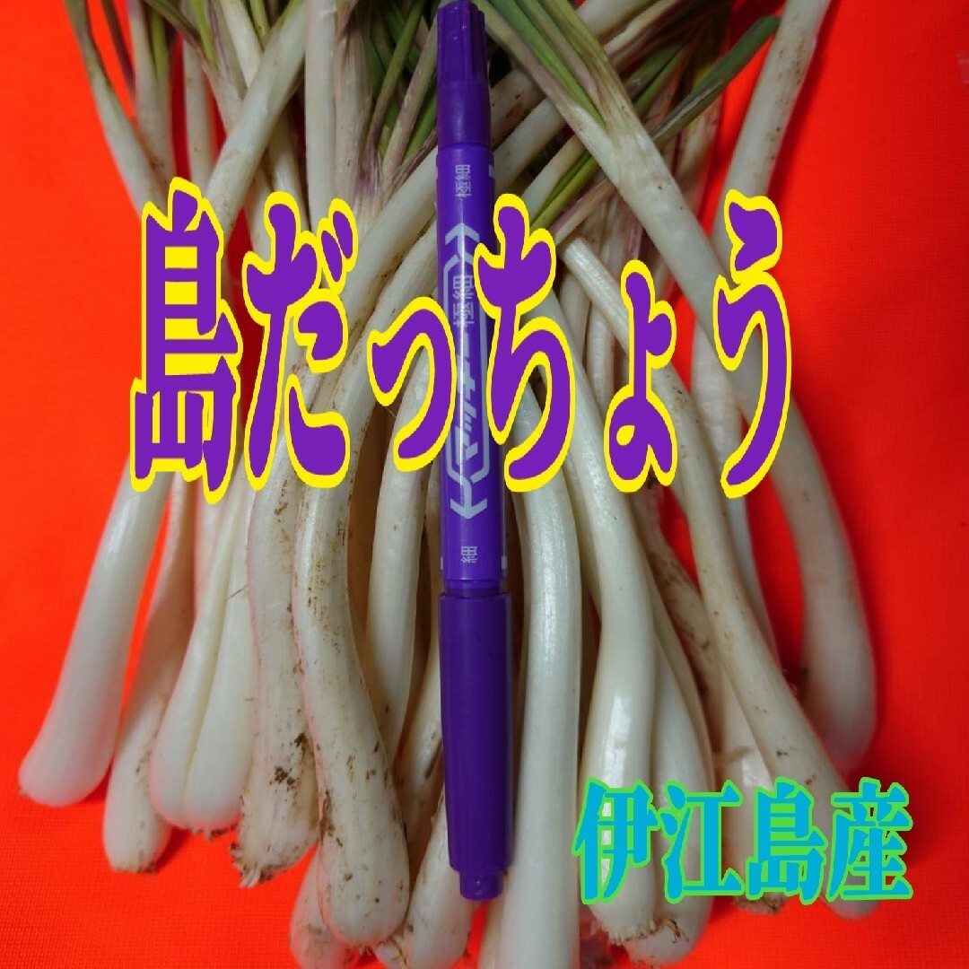 500g 伊江島産 島らっきょう 食品/飲料/酒の食品(野菜)の商品写真