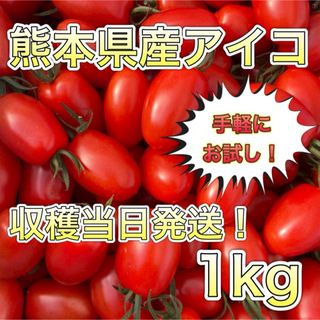 熊本県産ミニトマト アイコ 1kg(野菜)