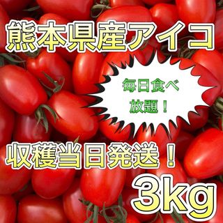 熊本県産ミニトマト アイコ 3kg(野菜)