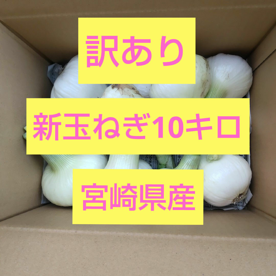 【訳あり】新玉ねぎ  10㎏ 食品/飲料/酒の食品(野菜)の商品写真