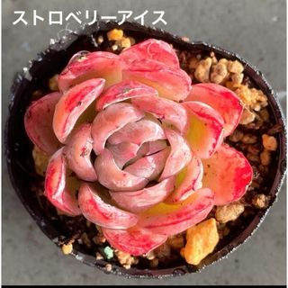 ストロベリーアイス❤️エケベリア　多肉植物　寄植え　韓国苗(その他)