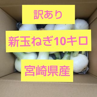 【訳あり】新玉ねぎ  10㎏(野菜)