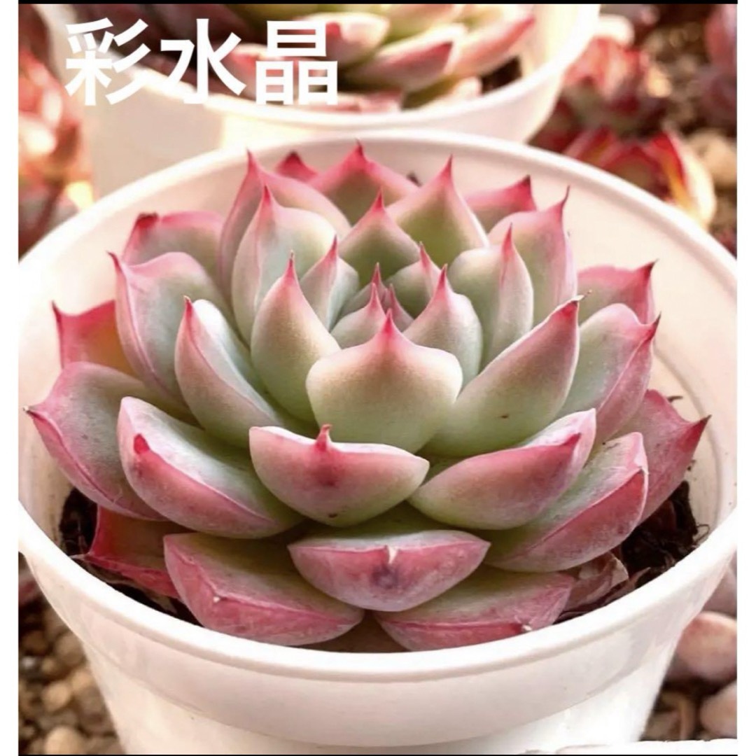 レア❤️彩水晶❤️カラークリスタル❤️エケベリア  多肉植物　寄せ植え　希少 ハンドメイドのフラワー/ガーデン(その他)の商品写真