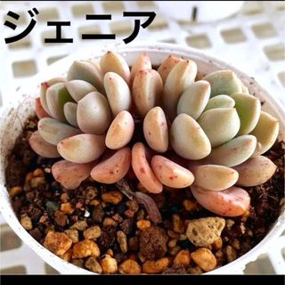 ジェニア❤️双頭　多肉植物　寄植え　抜き苗(その他)