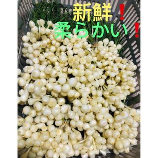 天然のびる❗️野蒜❗️ 採れたて ❗️500g❗️(野菜)