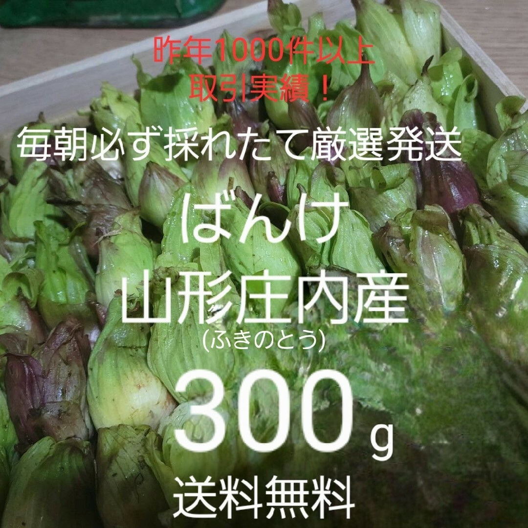 山形庄内鳥海山清流産　朝摘みばんけ約300g(ふきのとう)　蕗の薹　春野菜　山菜 食品/飲料/酒の食品(野菜)の商品写真