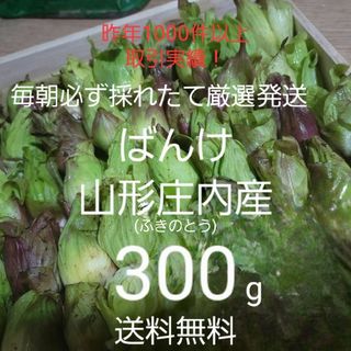 山形庄内鳥海山清流産　朝摘みばんけ約300g(ふきのとう)　蕗の薹　春野菜　山菜(野菜)