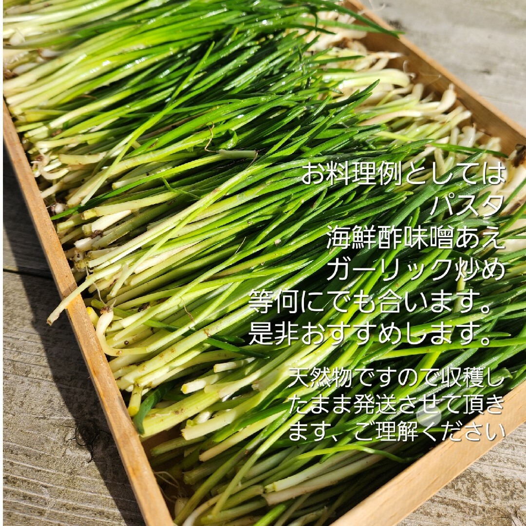 山形鳥海山産　朝摘きもと約300g(あさつき)春野菜　朝月　浅葱　アサツキ　山菜 食品/飲料/酒の食品(野菜)の商品写真