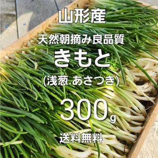 山形鳥海山産　朝摘きもと約300g(あさつき)春野菜　朝月　浅葱　アサツキ　山菜(野菜)