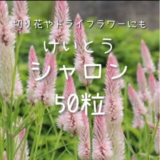 【けいとうシャロンのタネ】50粒 種子 種 ケイトウ 鶏頭 切り花にも 花(その他)