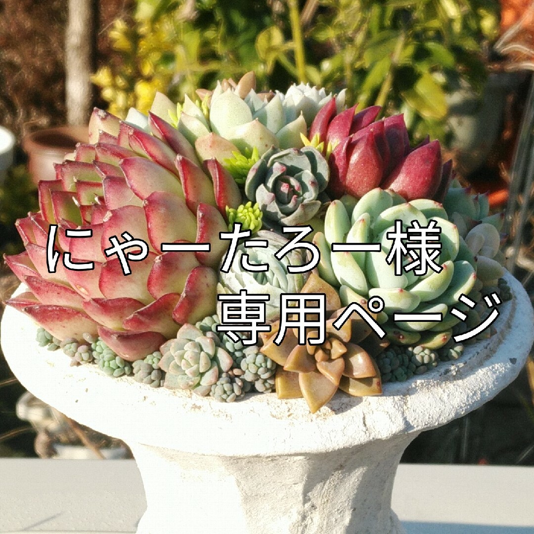 にゃーたろー様専用ページの通販 by todo多肉植物ヾ(o´∀｀o)ﾉ'｜ラクマ