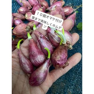 エシャロットShallotホムデン苗20個サイズバラバラベットボトルでもok(野菜)