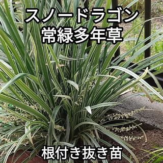 観葉植物 スノードラゴン 抜き苗 根付き(その他)