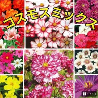 花の種 《珍しい品種多数》コスモス 種 ミックス種 オレンジ、イエロー等(その他)