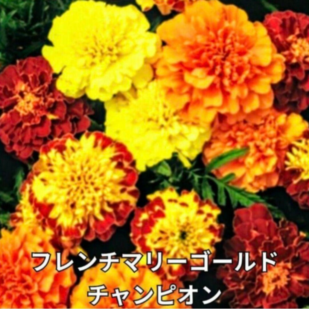 《ミックス種》マリーゴールド 種 夏から秋まで長く咲いてくれます❁⃘*花の苗 ハンドメイドのフラワー/ガーデン(その他)の商品写真