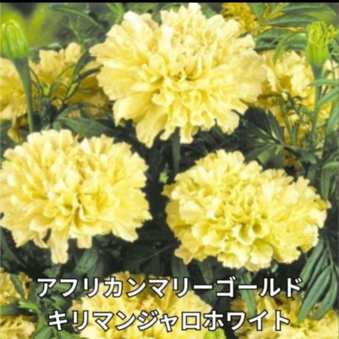 《ミックス種》マリーゴールド 種 夏から秋まで長く咲いてくれます❁⃘*花の苗 ハンドメイドのフラワー/ガーデン(その他)の商品写真