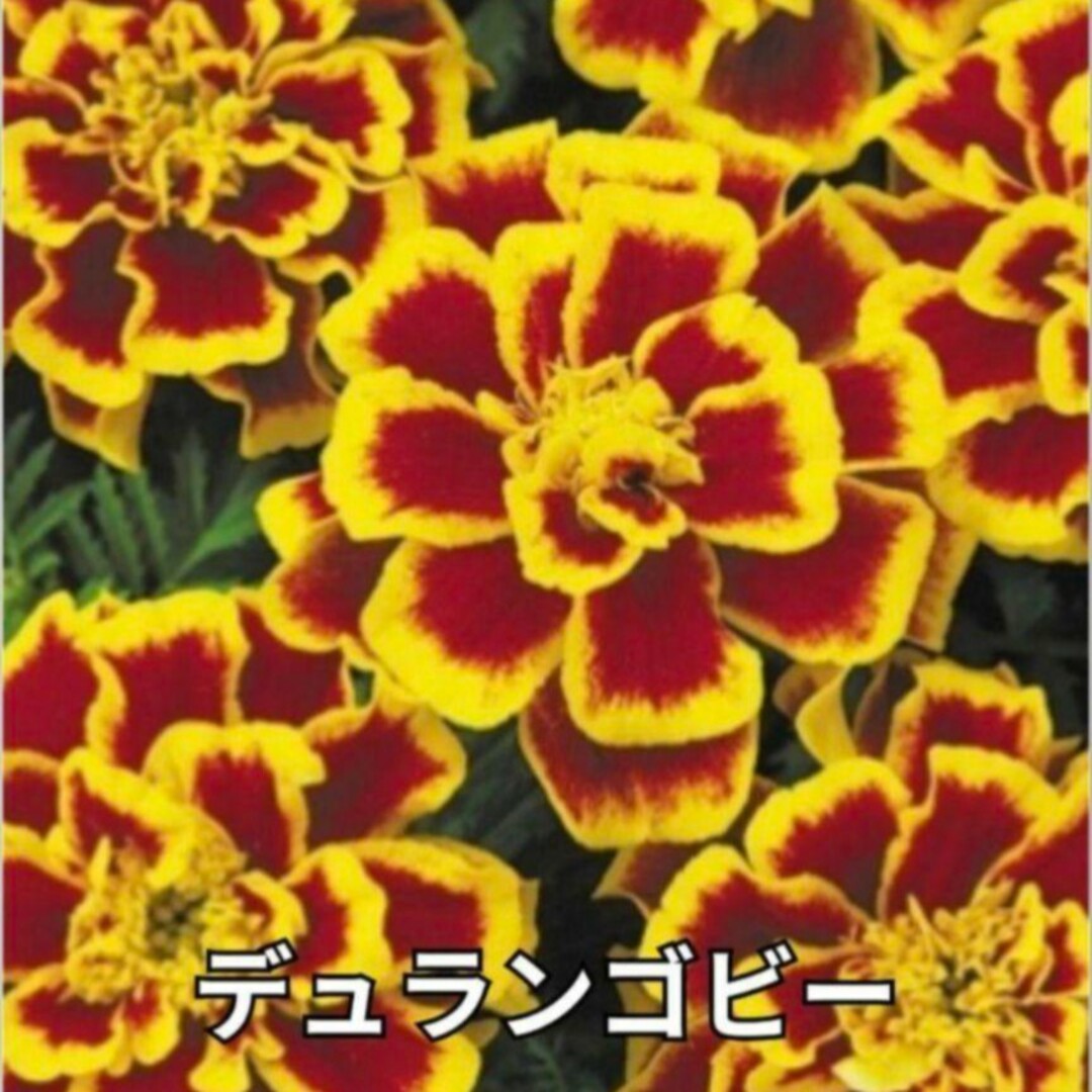 《ミックス種》マリーゴールド 種 夏から秋まで長く咲いてくれます❁⃘*花の苗 ハンドメイドのフラワー/ガーデン(その他)の商品写真