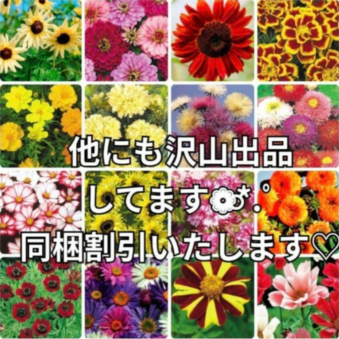 《ミックス種》マリーゴールド 種 夏から秋まで長く咲いてくれます❁⃘*花の苗 ハンドメイドのフラワー/ガーデン(その他)の商品写真