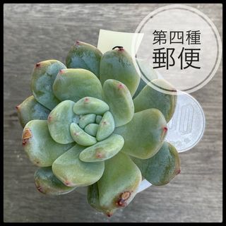 多肉植物　エケベリア　ピンクモンロー　抜き苗　根付き(その他)