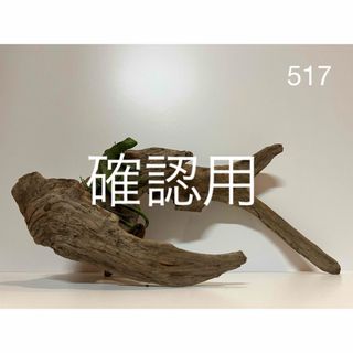 流木【517】