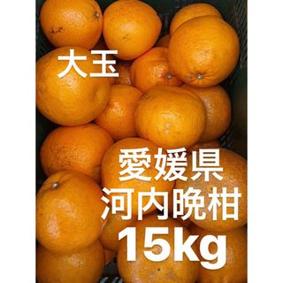 愛媛県産　宇和ゴールド　河内晩柑　柑橘　15kg(フルーツ)