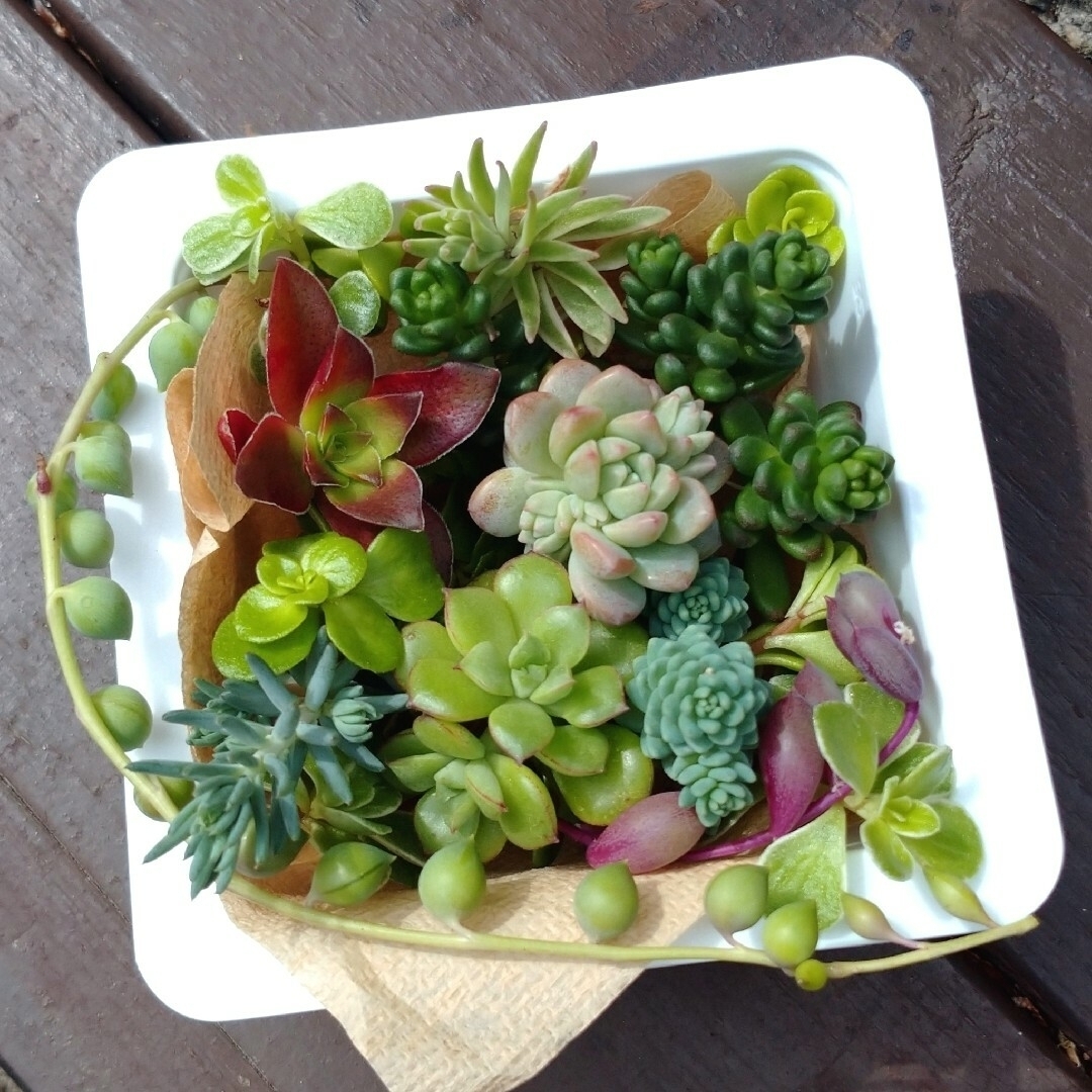 おまかせ④多肉植物カット苗セットの通販 by 花と海's shop|ラクマ おまかせ④多肉植物カット苗セットの通販 by 花と海's shop|ラクマ