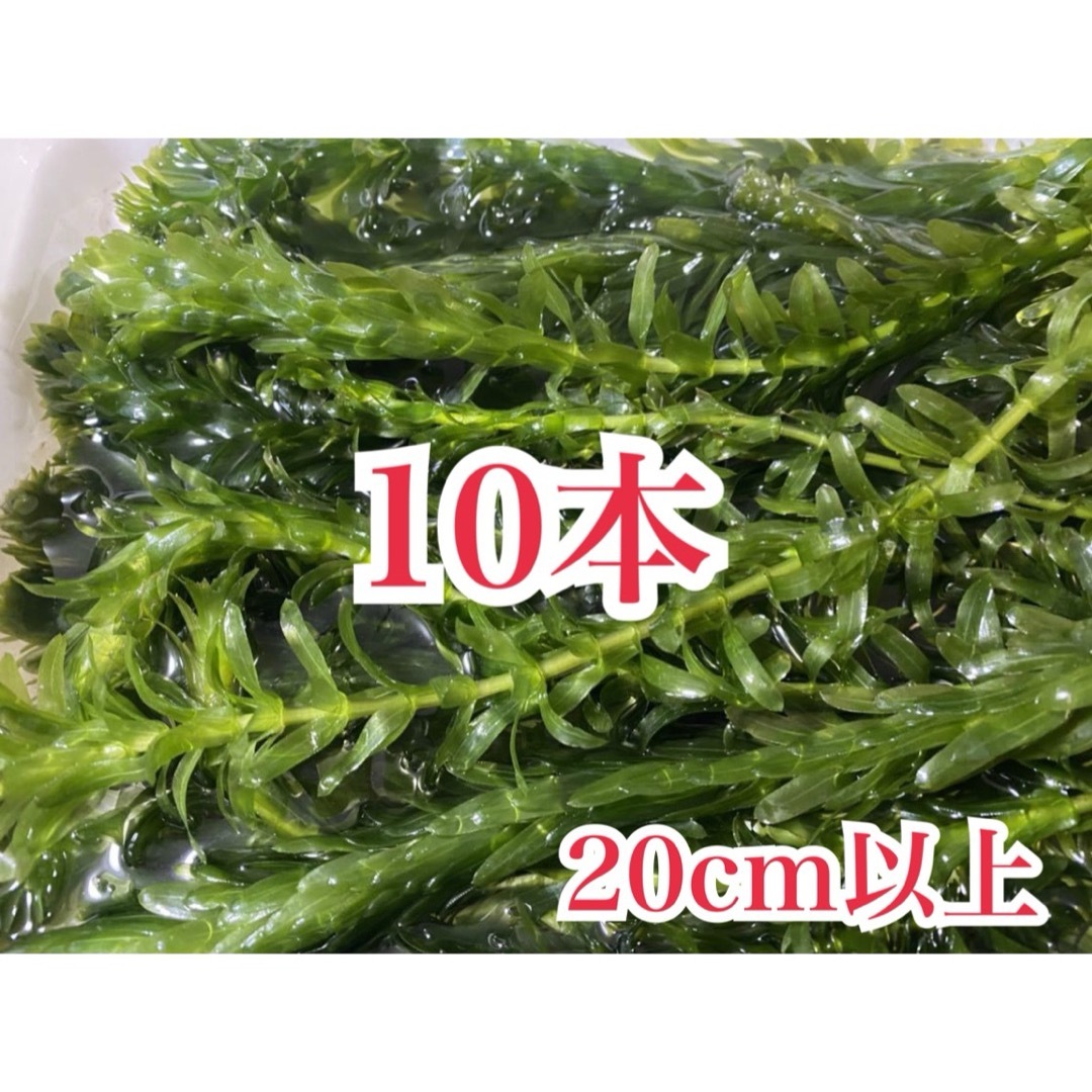 お買い得 アナカリス20cm以上10本 水草産卵床産卵用日陰作り隠れ家に 金魚草 その他のペット用品(アクアリウム)の商品写真