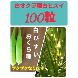 オクラ種　白ヒスイ　１００粒(野菜)