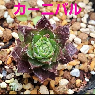 カーニバル センペルビウム 多肉植物 抜き苗 1つ(その他)