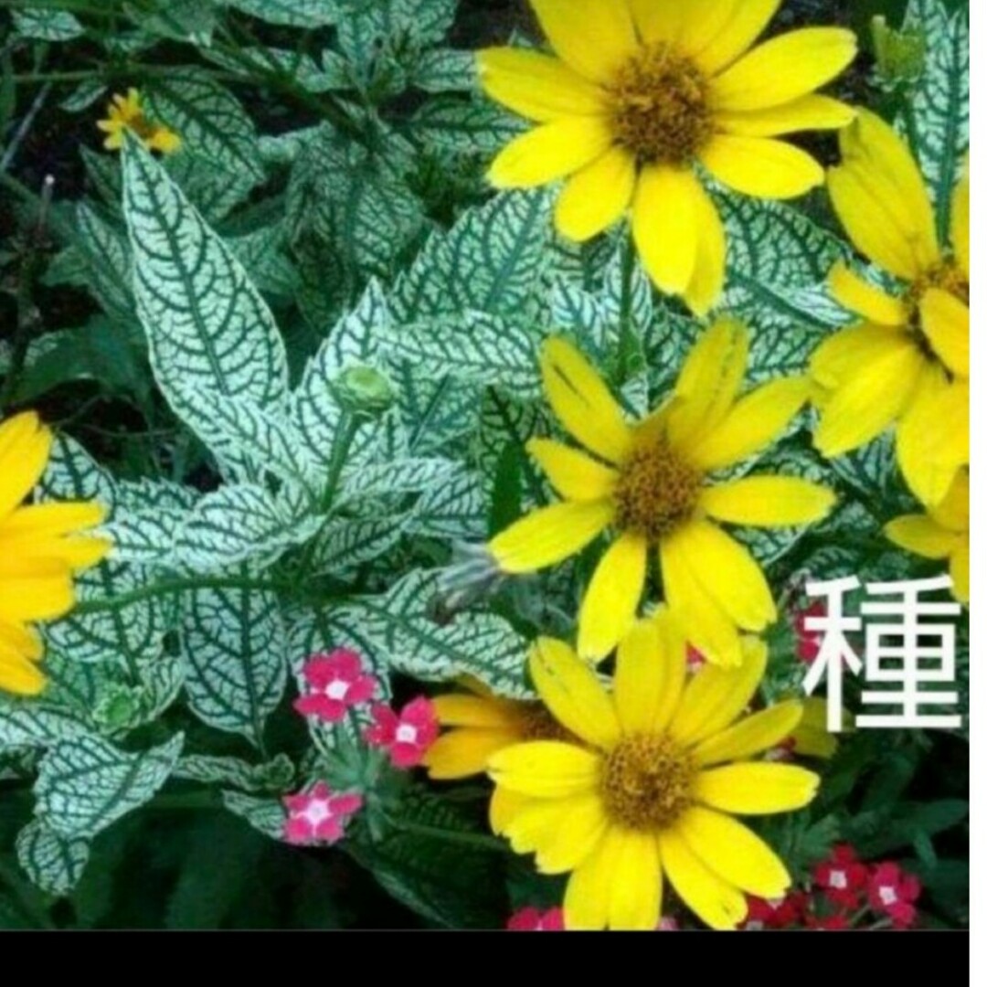 ヘリオプシス　ローレンサンシャイン　種 ハンドメイドのフラワー/ガーデン(その他)の商品写真