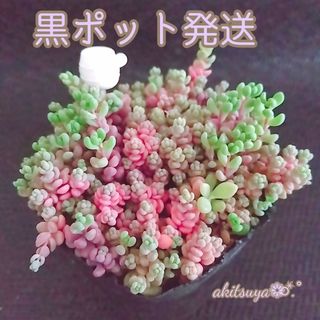 美品 現品 ポットごと発送  パープルヘイズ❤ 多肉植物 根付き(その他)