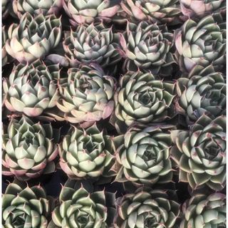 多肉植物 エケベリア属　Echeveria DC(その他)