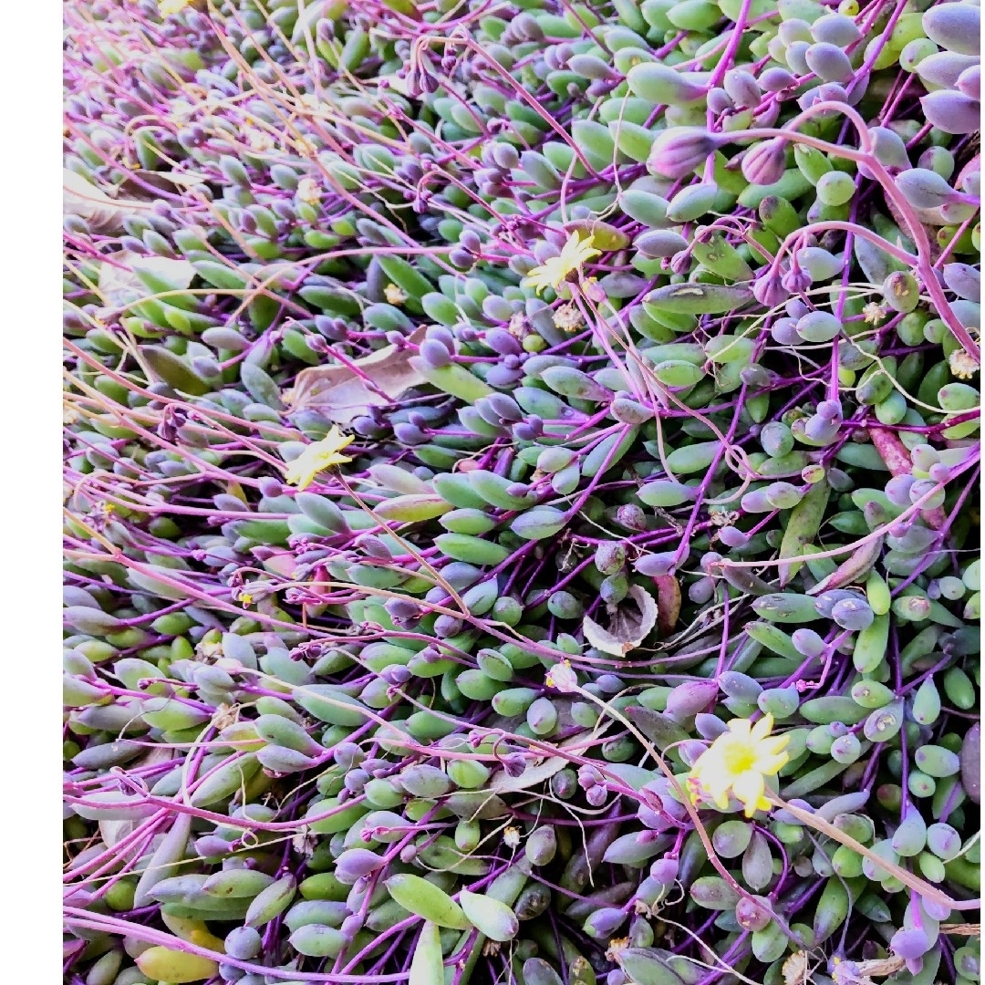 多肉植物ルビーネックレス カット苗 ハンドメイドのフラワー/ガーデン(その他)の商品写真