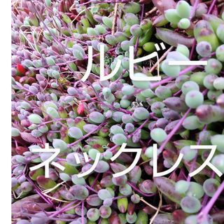 多肉植物ルビーネックレス カット苗(その他)